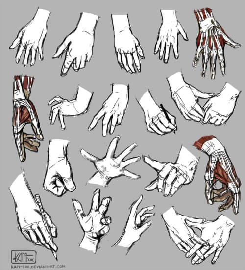 20 sketches of hands, including bone and muscle studies