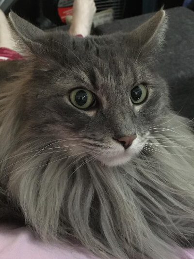 kitten6